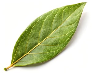 Obraz premium Bay Leaf Isolated on White Background