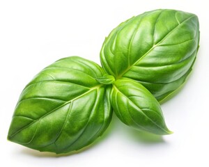 Fototapeta premium Holy Basil leaf Isolated on White Background