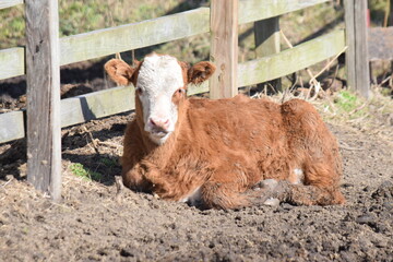 A brown calf with a white face, sitting in the mud and looking at the photographer.