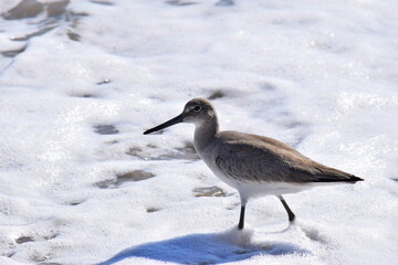 A bird walking in the shallow water of the ocean surf.