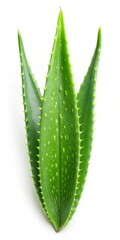 Aloe Vera Isolated on White Background