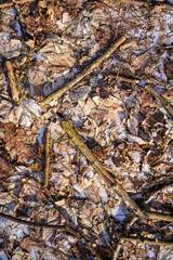 Spring ground covered with thawing snow. Melting ice on dry grass close up.
