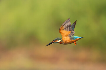 The common kingfisher is flying at high speed to catch fish.