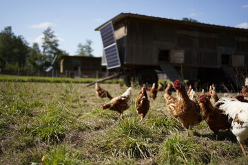 Chickens foraging in a lush pasture near mobile coop on a sunny day  © Anna