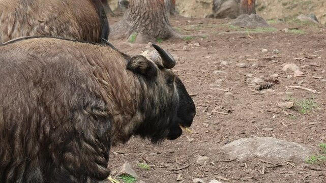 Budorcas taxicolor takin in Royal Takin preserve, Thimphu, Motithang, Bhutan