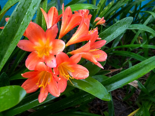 Fototapeta premium watered flowers