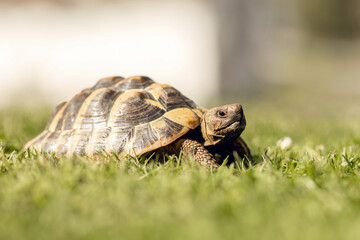 A greek tortoise (testudo hermanni) in a garden in summer outdoors