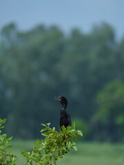 bird on tree in day 