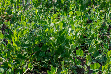 Lush green pea plants growing in a garden under sunlight, ideal for agricultural and organic farming concepts