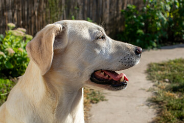 A joyful Labrador dog with its tongue out, enjoying a sunny day in the garden, symbolizing pet care and happiness
