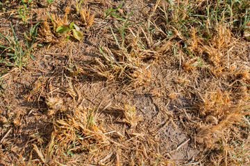 Dry, patchy grass and soil suffering from drought conditions, illustrating environmental challenges and the effects of water scarcity