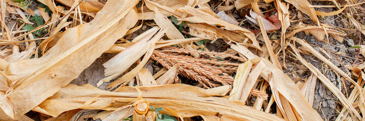 Dried corn leaves and debris on the ground, depicting the aftermath of a harvest and the importance of sustainable farming