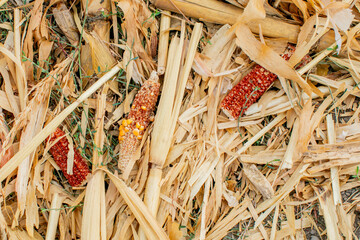 Dried corn husks and cobs scattered on the ground, representing agricultural waste and...
