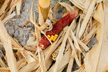A damaged corn cob represents agricultural challenges and crop failure issues during the harvest season