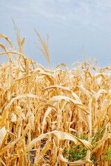 Dry cornfield under a clear sky symbolizing drought-related agricultural challenges and the impact of climate change