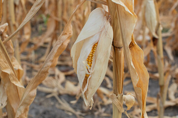 Drought-impacted cornfield with dry, withering stalks emphasizes agricultural challenges and...