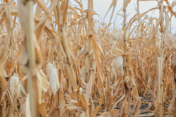 Dried corn stalks in an autumn field symbolize harvest season and agricultural challenges