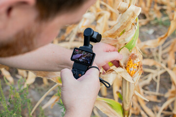 A person filming a drying cornfield with a camera, highlighting agricultural challenges during harvest season