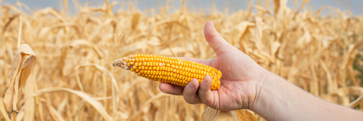 A hand holding an ear of corn in a dry field, highlighting agricultural challenges and the fall...