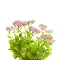 Hylotelephium spectabile, Sedum telephium, street grass, studio shot isolated on white background