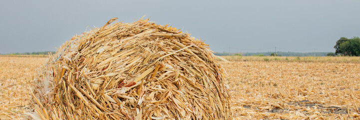 Hay bale in cornfield under cloudy sky signifying autumn harvest season and agricultural practices