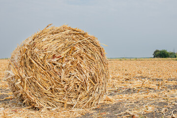 A large, round bale of straw rests in a harvested field under a gray sky, symbolizing autumn harvest season and agricultural practices