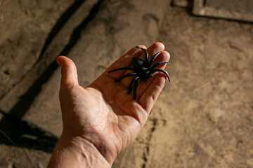 Close-up of a spider in a person's hand, perfect for Halloween decor or phobia-related concepts