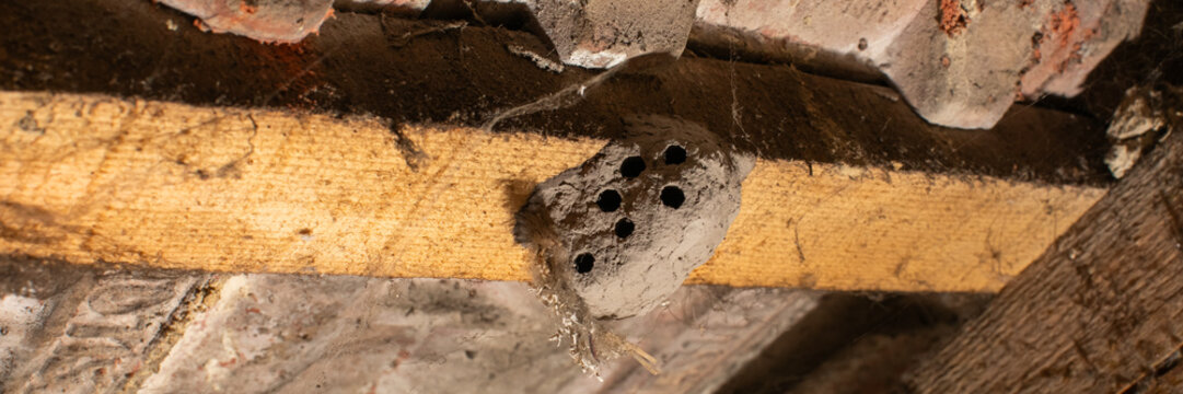 Close-up of a mud dauber wasp nest on wooden beam in an attic, highlighting a pest control issue
