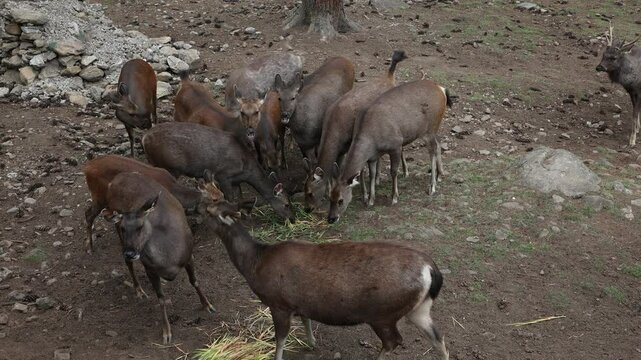Sambar deers in Royal Takin preserve, Thimphu, Motithang, Bhutan