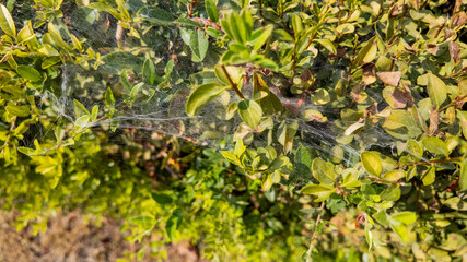 Spider web on garden bush leaves, related to Halloween decorations or natural pest control solution