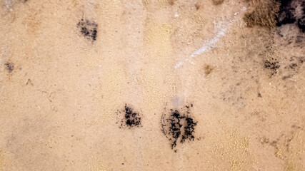 Image of mold growth on a damp wall surface, highlighting indoor air quality issues and home maintenance challenges