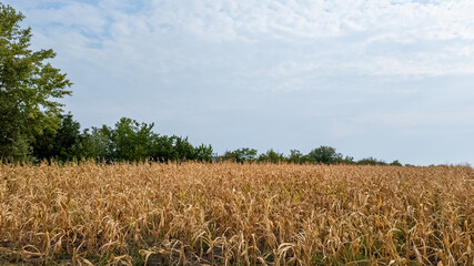 A dry cornfield under a cloudy sky, representing agricultural drought issues and environmental...