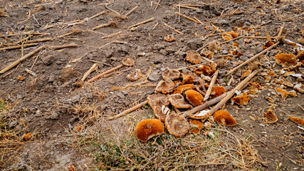 Dried sunflower remnants scattered in a harvested field, illustrating the agricultural aftermath and seasonal change