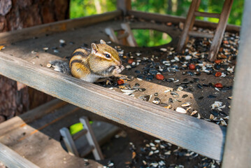 Сute Siberian chipmunk (Eutamias sibiricus) eating sunflower seeds and nuts from a feeder in the forest park