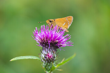 イチモンジセセリとタムラソウ