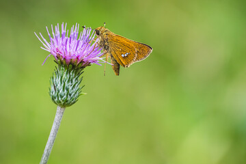 イチモンジセセリとタムラソウ