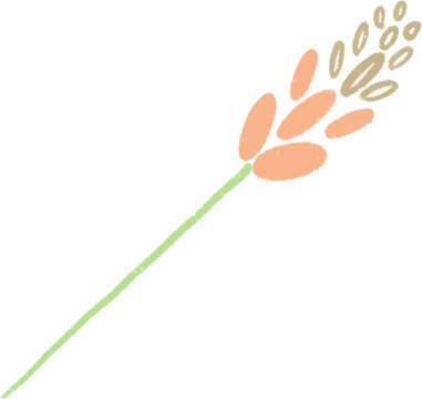 보리 새싹