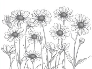 Line art illustration of daisy flowers isolated on a white background