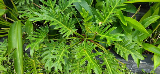 Philodendron xanadu Croat, Mayo J.Boos is an air purifying plant. Philodendron Xanadu is an...