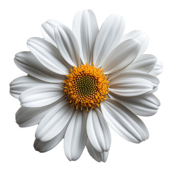 White Daisy Flower Isolated on Transparent Background, Realistic Bloom Close-Up
