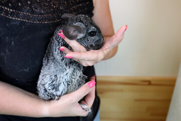 People care for and play with chinchillas.
