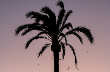 Sunset view of a palm tree and seagulls flying around it, Estepona, Malaga, Spain