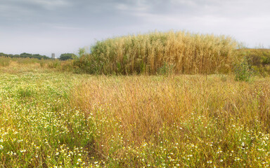 View across overgrown landscape from Minster Way, Beverley, Yorkshire, UK.