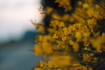 A close up of yellow flowers with a blurry background
