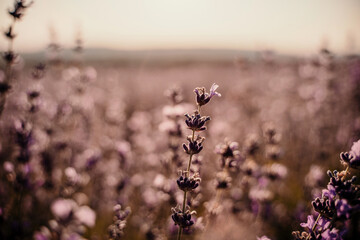 A field of purple flowers with a blurry background