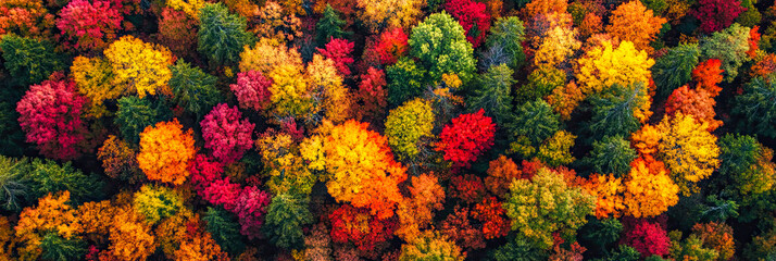 Eine Herbstlandschaft aus der Vogelperspektive. 