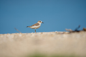 A longbilled plover is playing on the sandy beach.
