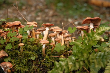 Honey fungus growing on a fallen tree