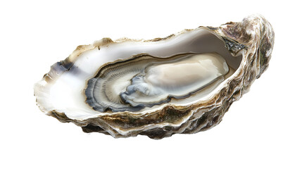 Fresh oyster isolated on transparent background, PNG