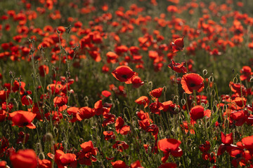 Poppies Field Flowers Blooming Summer